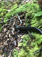 Plethodon jordani