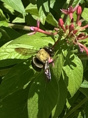 Xylocopa virginica image