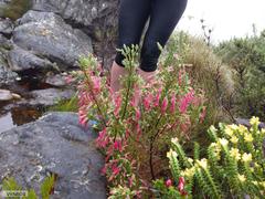 Erica curviflora curviflora