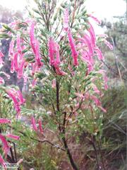 Erica curviflora curviflora