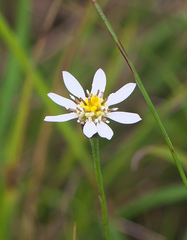 Aster rugulosus