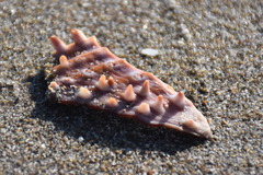 Acanthocardia echinata