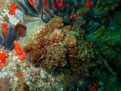 Eunephthya thyrsoidea