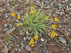 Bupleurum bicaule