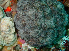 Eunephthya thyrsoidea