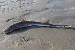 Mustelus mustelus