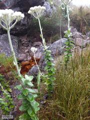 Helichrysum fruticans