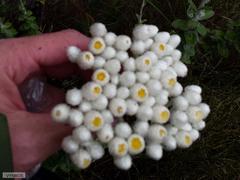 Helichrysum fruticans