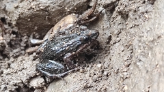 Leptodactylus melanonotus