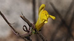 Neogaerrhinum filipes