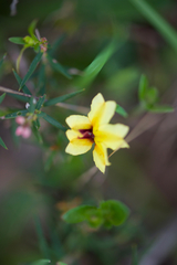 Goodenia trinervis