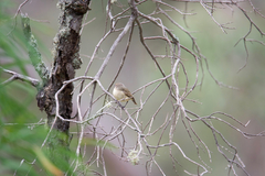 Acanthiza inornata