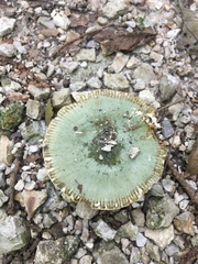 Russula subgraminicolor