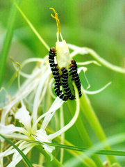 Xanthopastis regnatrix