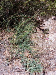 Indigofera sp-aff-humifusa