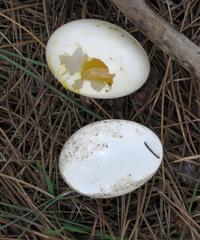 Alopochen aegyptiaca