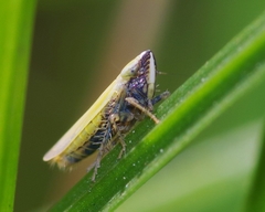 Arthaldeus striifrons