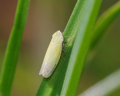 Arthaldeus striifrons