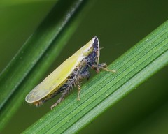 Arthaldeus striifrons