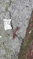 Lithobius forficatus