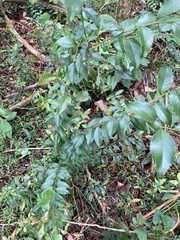 Xylosma pseudosalzmannii