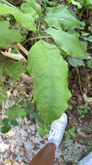 Brachyglottis repanda