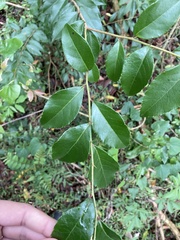 Xylosma pseudosalzmannii