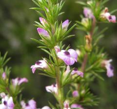 Muraltia ericifolia