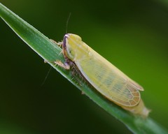 Arthaldeus striifrons