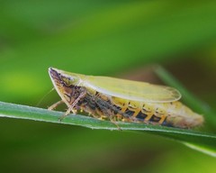 Arthaldeus striifrons