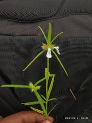 Leucas stricta