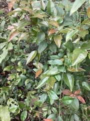 Xylosma pseudosalzmannii