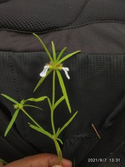 Leucas stricta