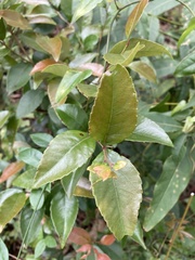 Xylosma pseudosalzmannii