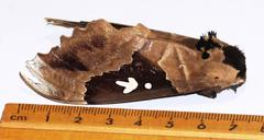 Lophostethus dumolinii