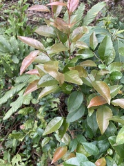 Xylosma pseudosalzmannii