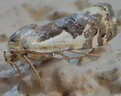 Tarache augustipennis
