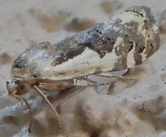 Tarache augustipennis