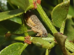 Spathanus acuminatus
