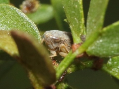 Spathanus acuminatus
