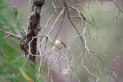 Acanthiza inornata