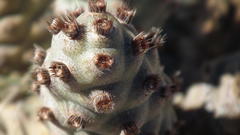 Tephrocactus articulatus