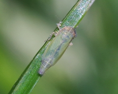 Henschia
