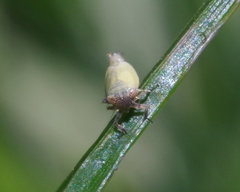Henschia