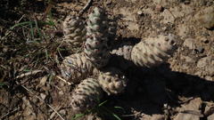 Tephrocactus articulatus