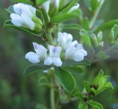 Psoralea prodiens