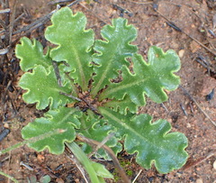 Othonna auriculifolia