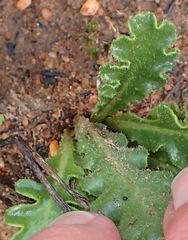 Othonna auriculifolia
