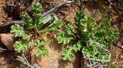 Othonna auriculifolia