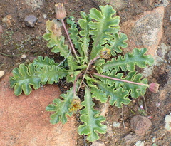 Othonna auriculifolia